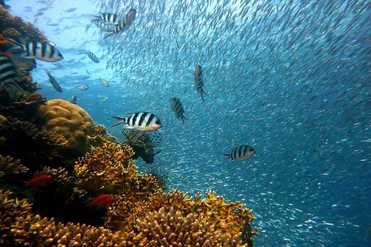 Unterwasserwelt vor Aitutaki