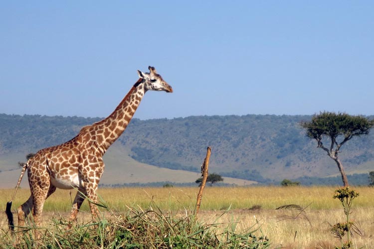 Giraffe Ostafrika