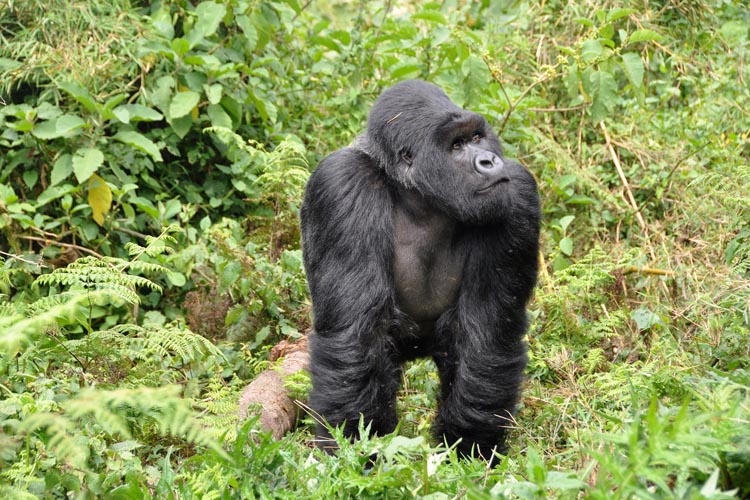 Ruanda Gorilla Pixabay