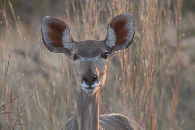 Simbabwe Impala pixabay