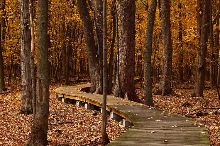 Wanderweg im Wald im Herbst