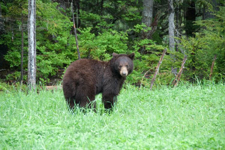 Kluane NP Braunbär