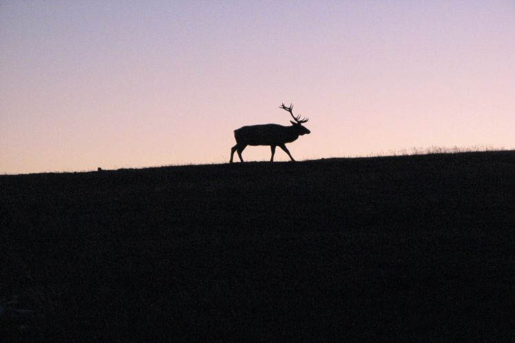 Prince Albert NP caribou sonennuntergang