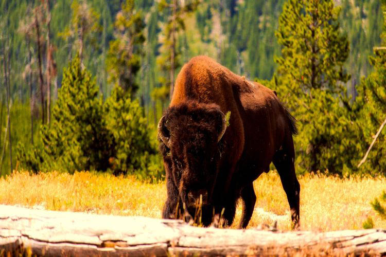Wood Buffalo