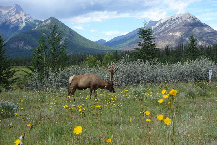 Wood buffalo NP Caribou