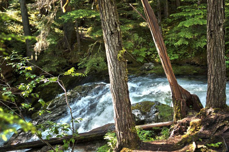 pacific rim np Baeume