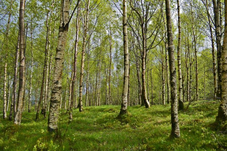 Baumgruppe Birken