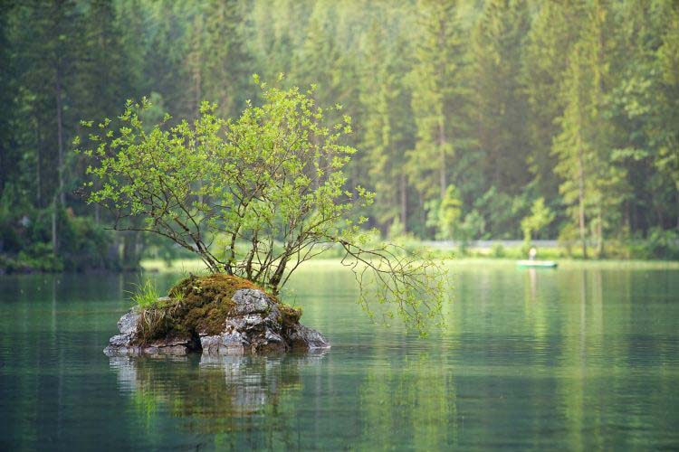 Pflanze im See im Fruehling