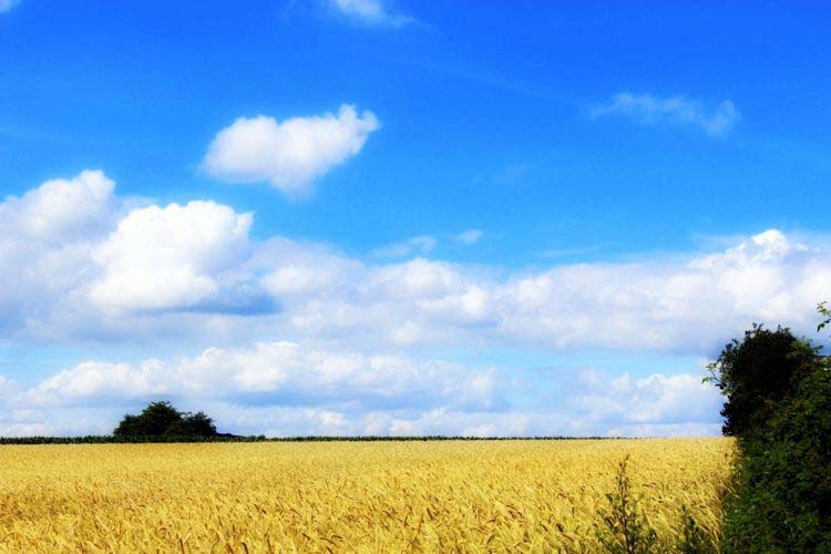 Rapsfeld im Sommer