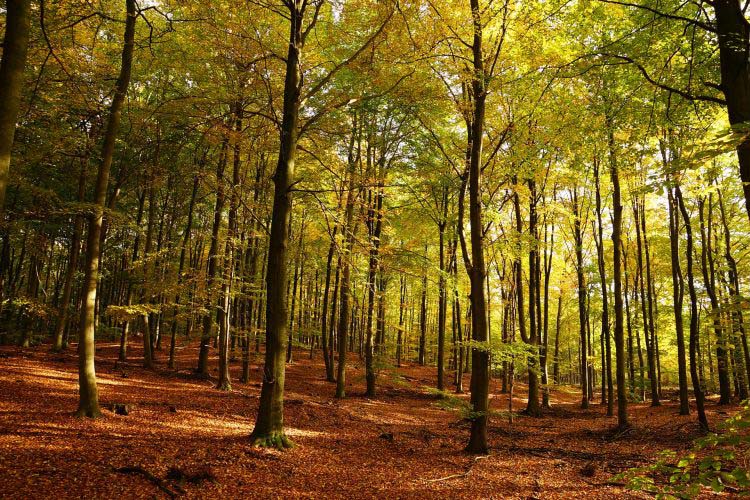 Wald im Herbst