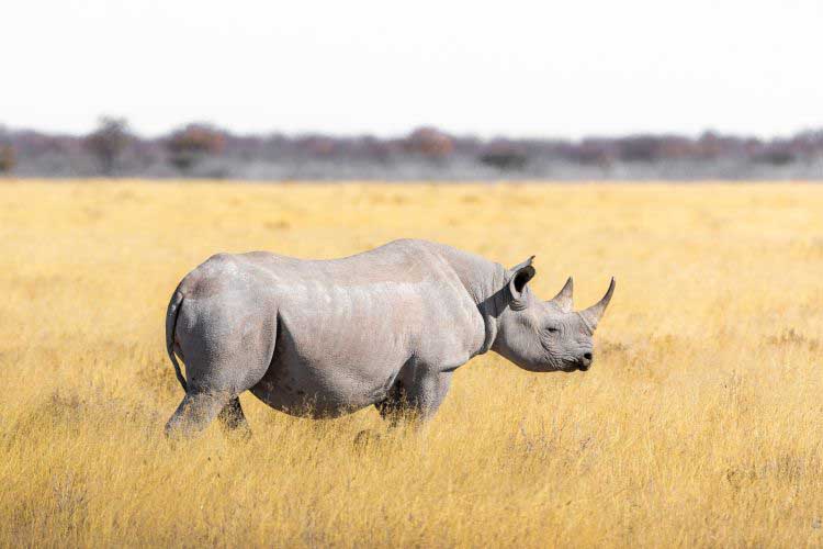 Rhinozeros Suedafrika