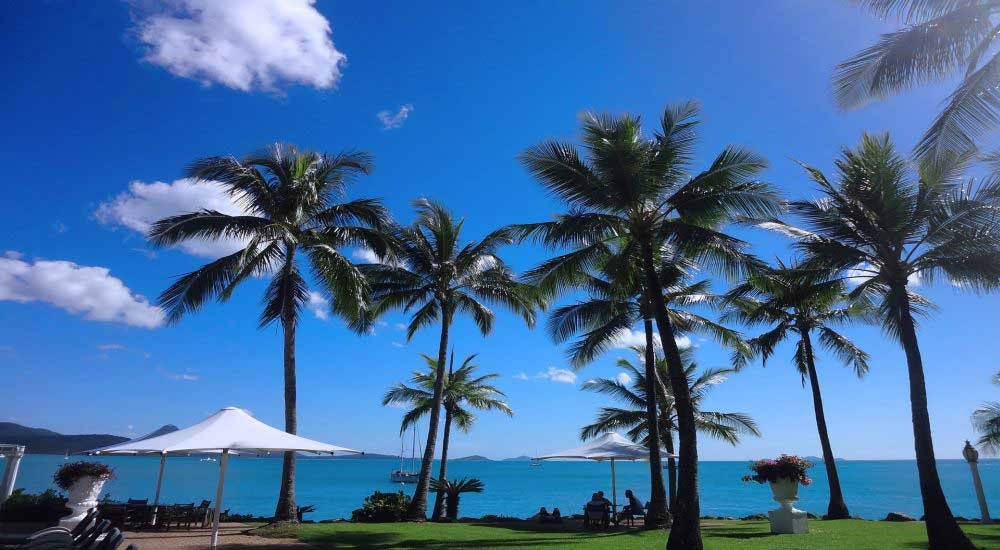 Palmen Airlie Beach