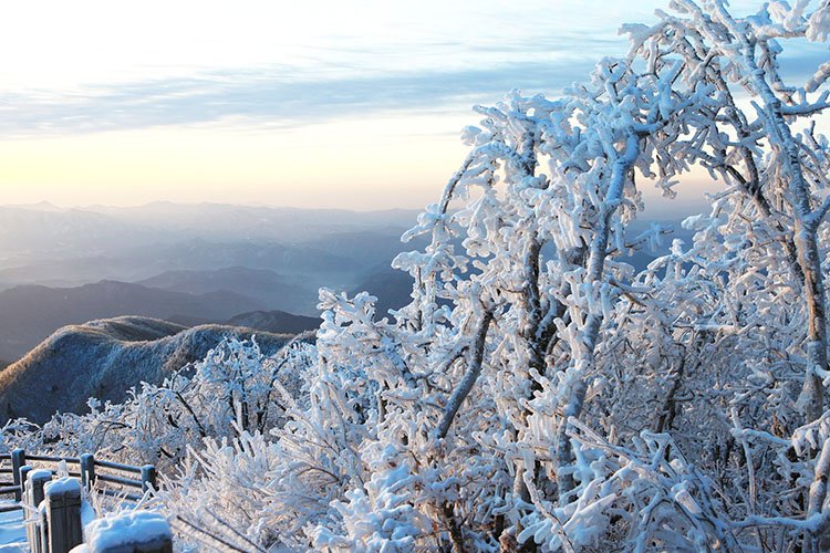 Baeume im Winter