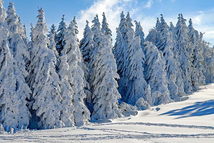Schneebedeckte Baeume
