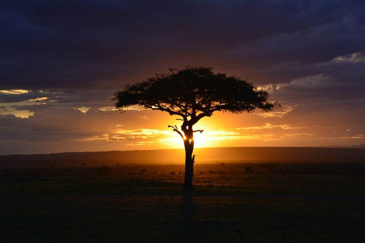 Baum Afrika Sonnenuntergang