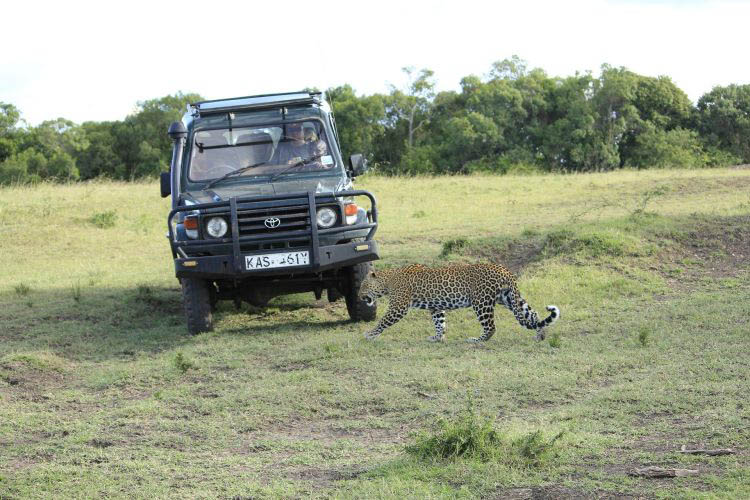 Wildkatze vor Auto Masai