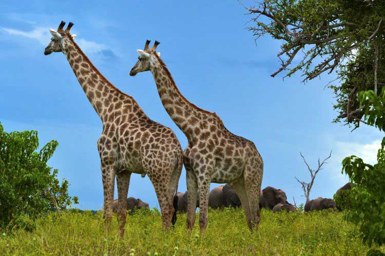 Sambia Giraffen