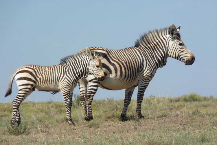 Tansania Zebra