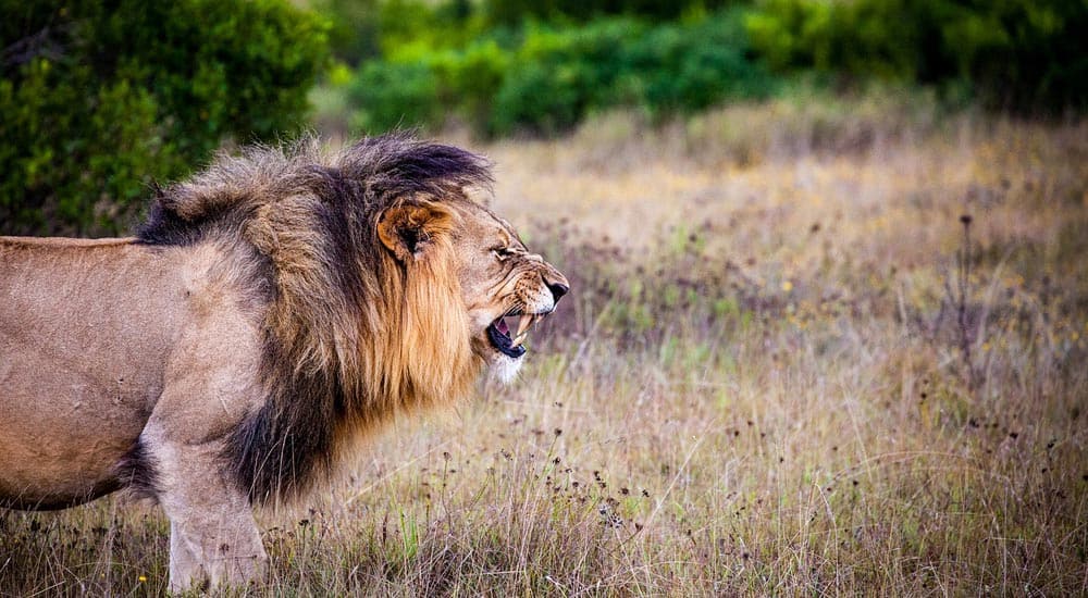 Suedafrika Safari pixabay