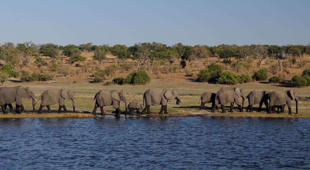 Botswana safari pixabay